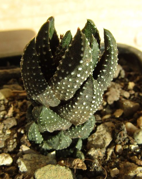 Haworthia coarctata