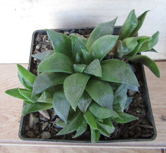 Haworthia comptoniana cv. Deltoid - Haworthia