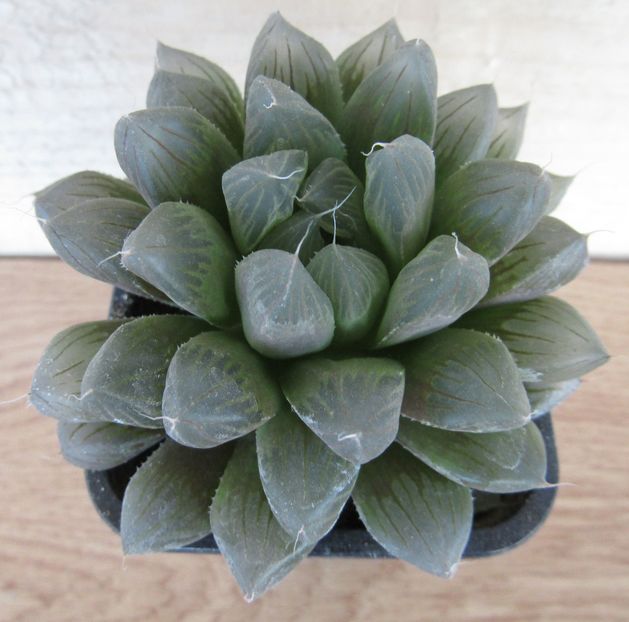 Haworthia cooperi ssp. pilifera