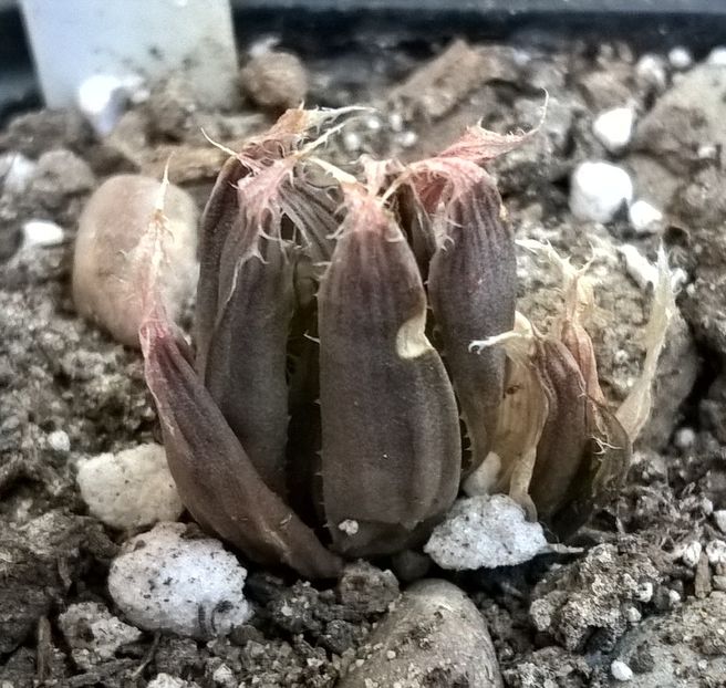 Haworthia cumingii - Haworthia