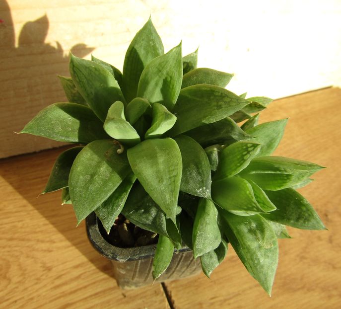 Haworthia cuspidata