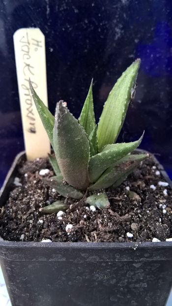 Haworthia cv. Jack Brown