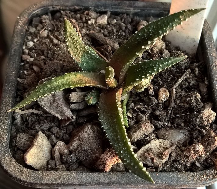 Haworthia cv. Pearl drops