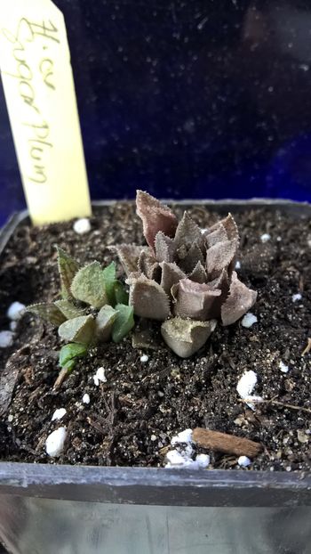 Haworthia cv. Sugar plum
