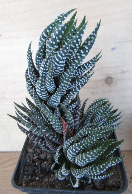 Haworthia cv. Superfasciata