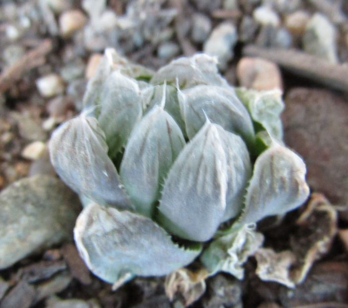 Haworthia cymbiformis v. obtusa
