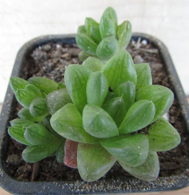 Haworthia cymbiformis v. umbraticola