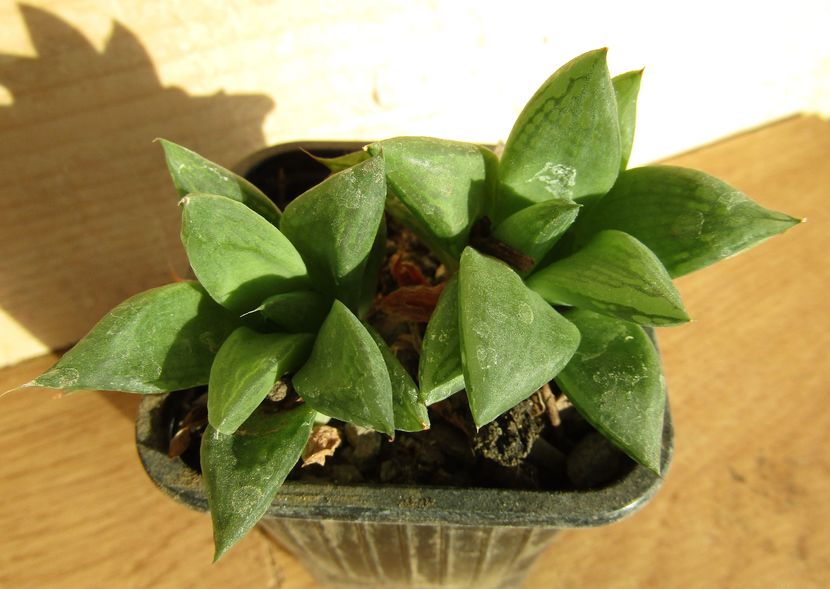 Haworthia cymbiformis