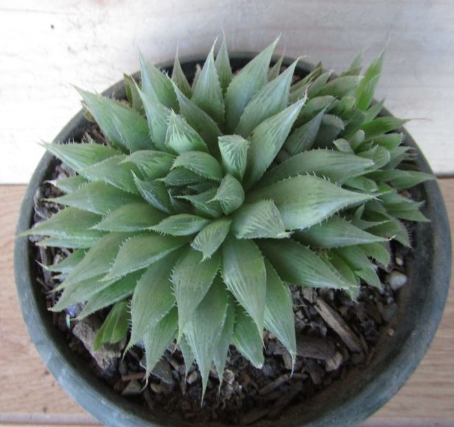 Haworthia decipiens