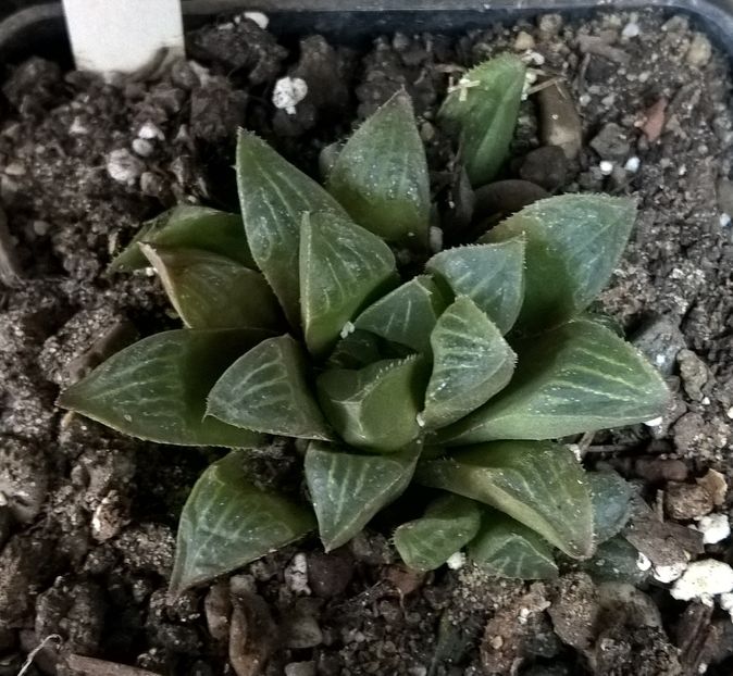 Haworthia emelyae