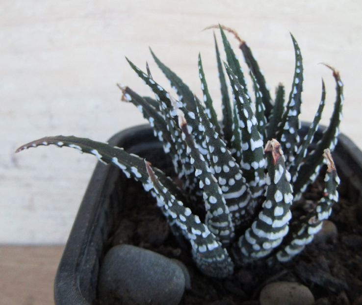 Haworthia fasciata Big Band