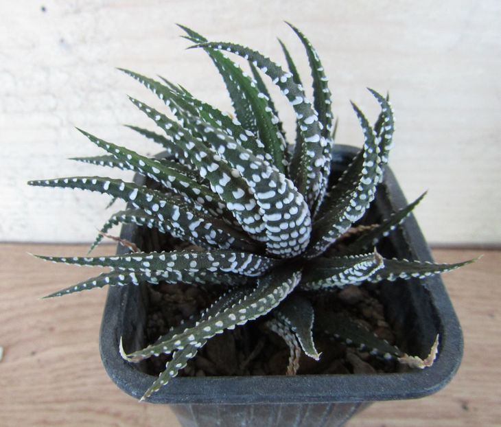 Haworthia fasciata Big Band