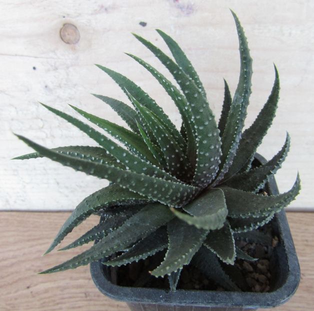 Haworthia fasciata v. browniana - Haworthia