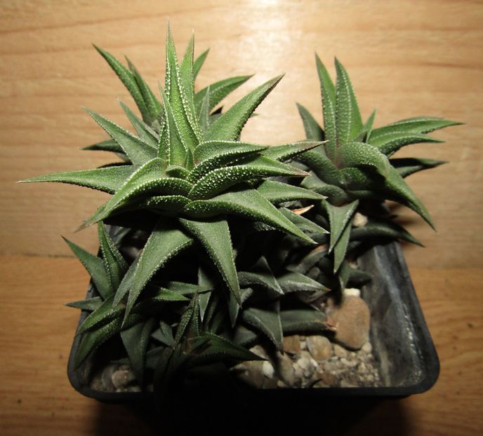 Haworthia glabrata