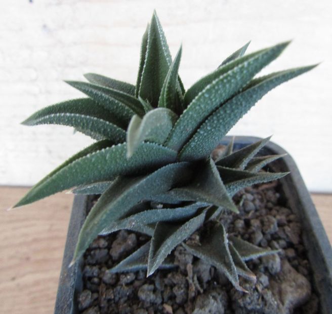 Haworthia glabrata