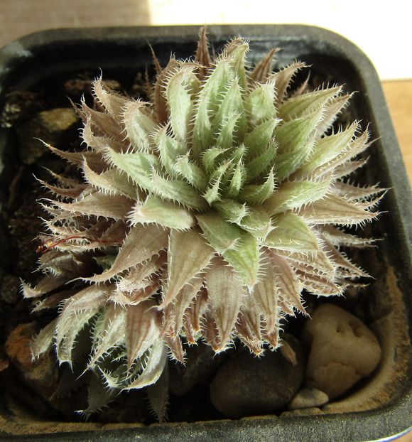 Haworthia gracilis v. isabellae Baviaanskloof