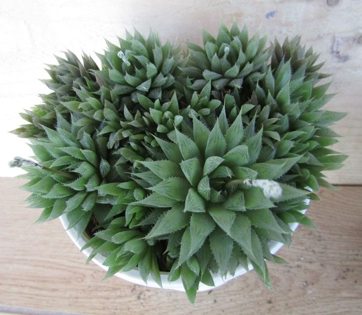 Haworthia herbacea