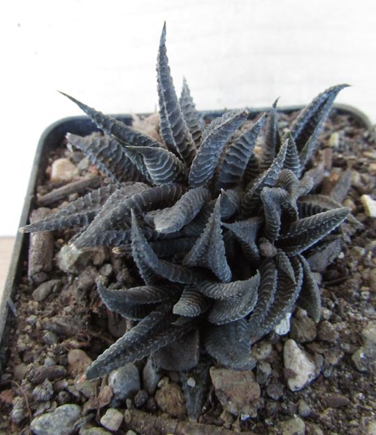 Haworthia limifolia