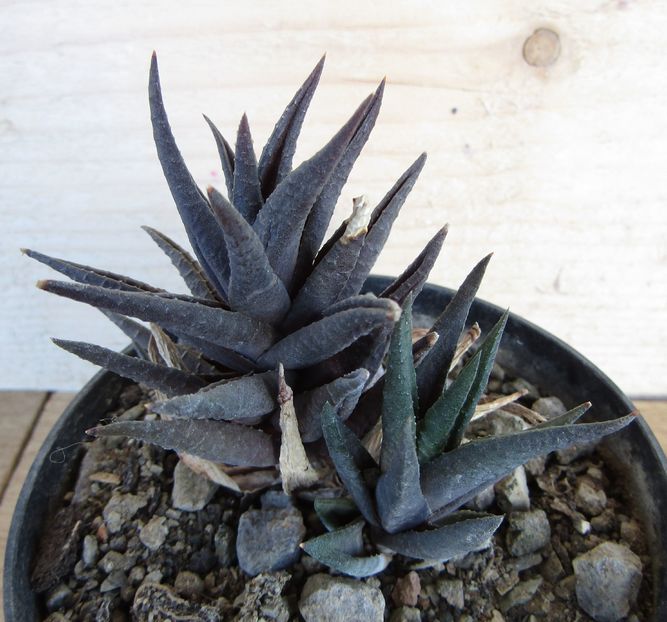 Haworthia limifolia v. arcana