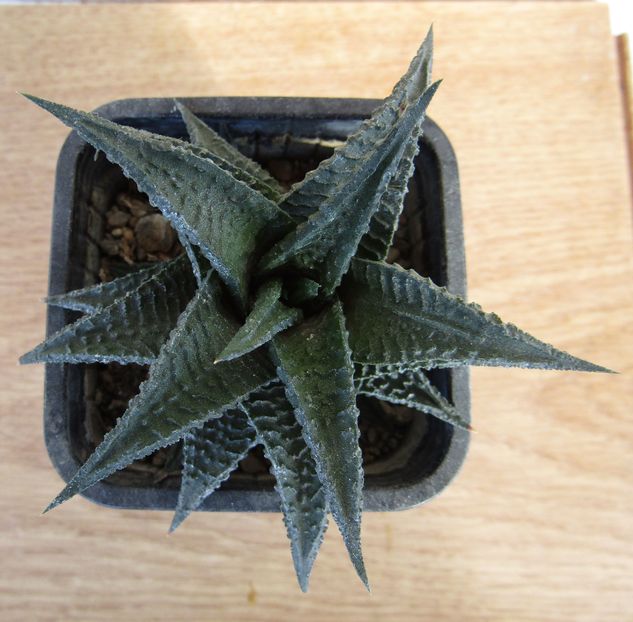 Haworthia limifolia v. nigra