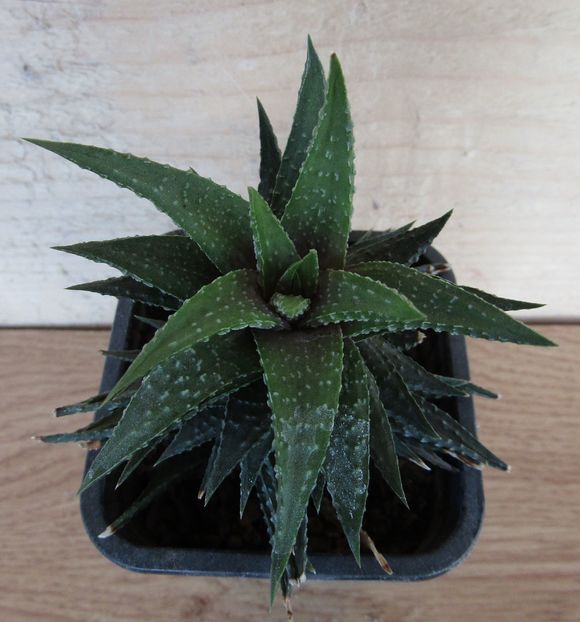 Haworthia limifolia v. schuldtiana
