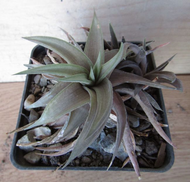 Haworthia limifolia v. ubomboensis