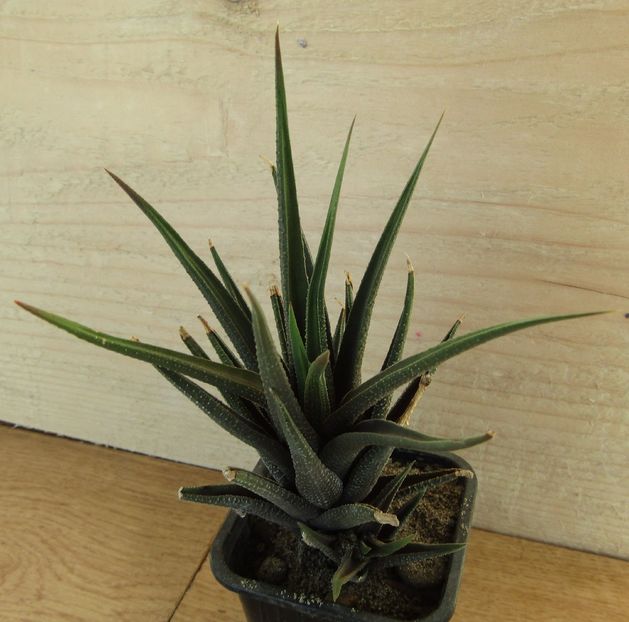 Haworthia longiana