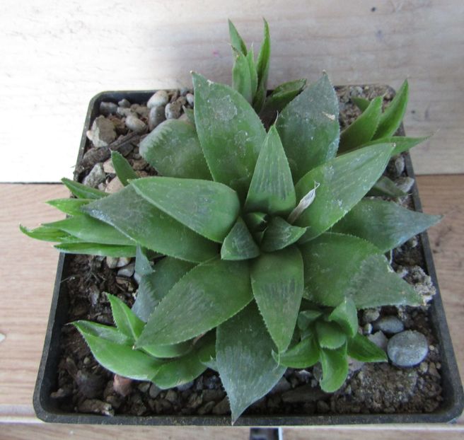Haworthia longifolia