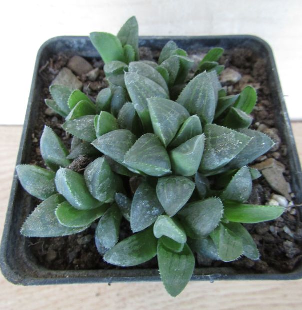 Haworthia magnifica - Haworthia