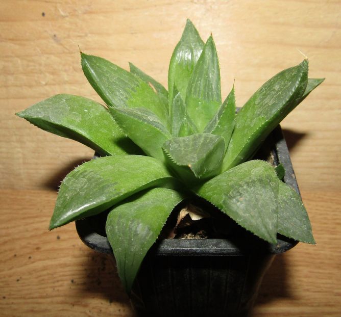 Haworthia marumiana v. batesiana - Haworthia