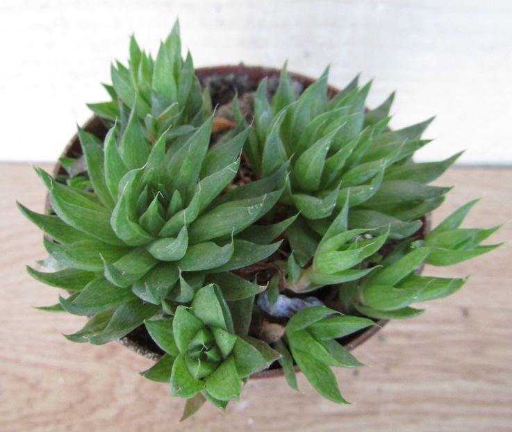 Haworthia marumiana