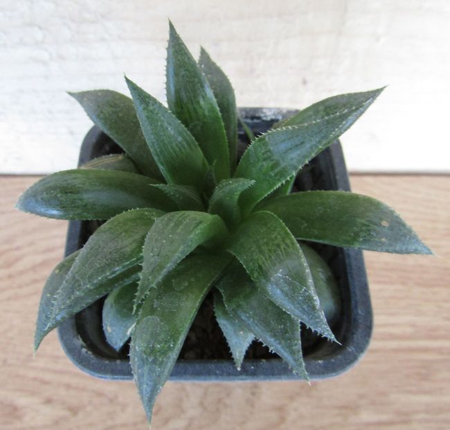 Haworthia mirabilis