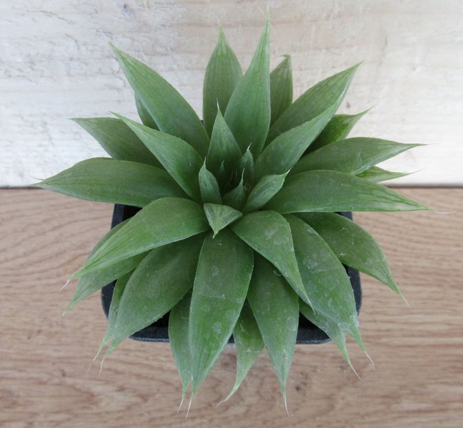 Haworthia mucronata