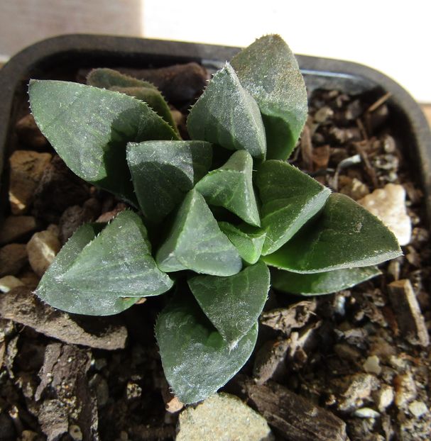Haworthia mutica