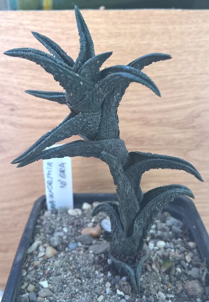 Haworthia nigra