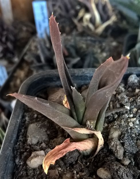 Haworthia pentagona