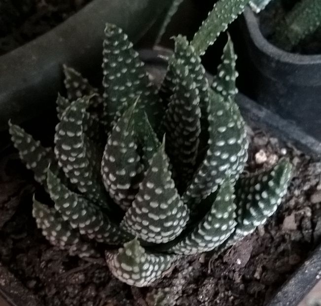 Haworthia pumila
