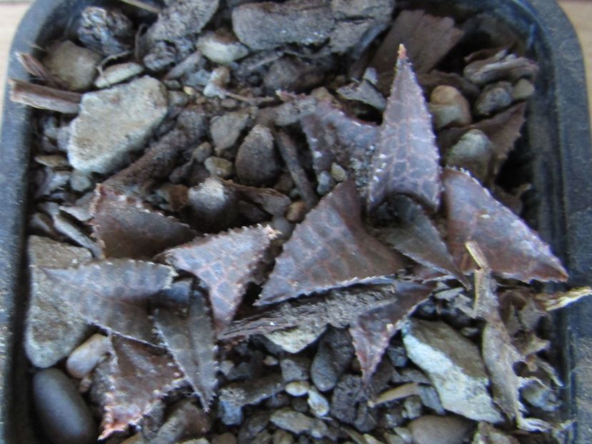 Haworthia tessellata - Haworthia