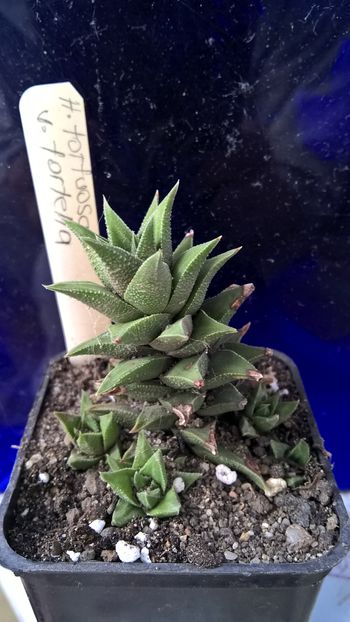 Haworthia tortuosa v. tortella - Haworthia