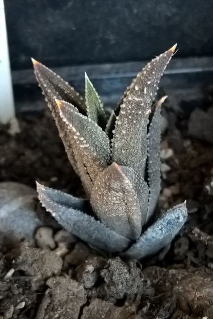 Haworthia tortuosa v. tortella - Haworthia