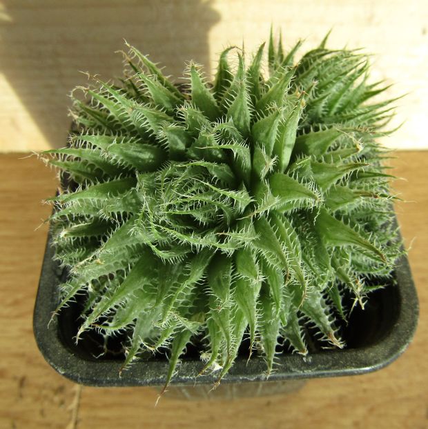Haworthia translucens ssp. tenera