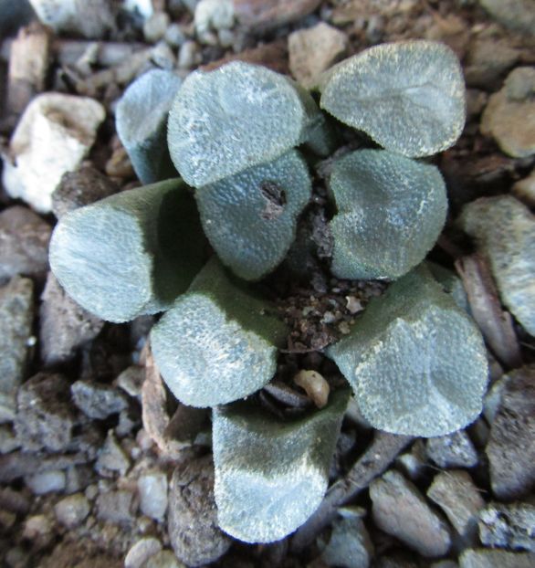 Haworthia truncata v. maughanii - Haworthia