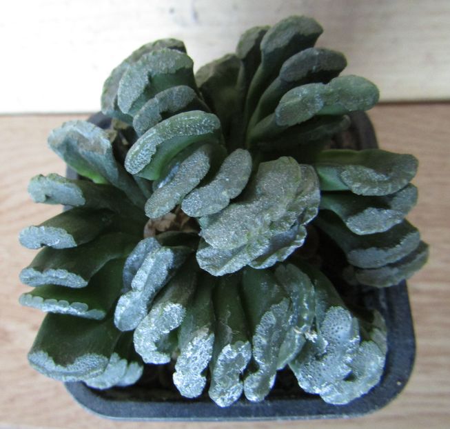 Haworthia truncata - Haworthia