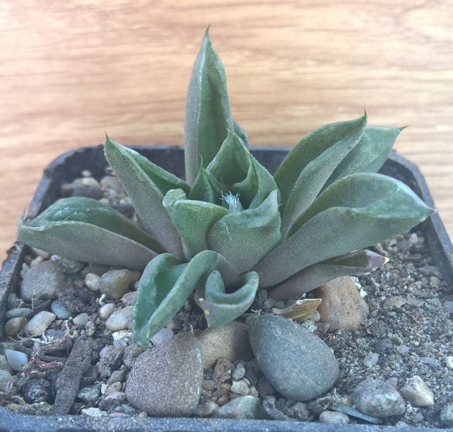 Haworthia turgida v.longibrachteata - Haworthia