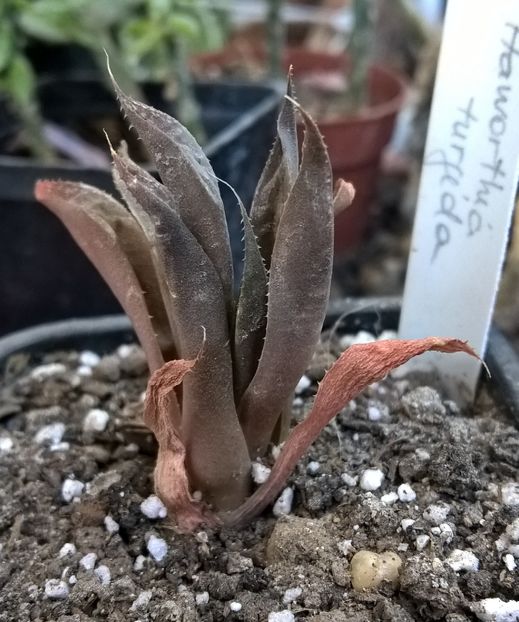 Haworthia turgida