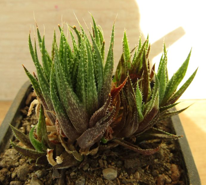 Haworthia variegata