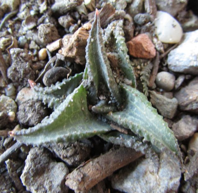 Haworthia venosa ssp. tessellata - Haworthia