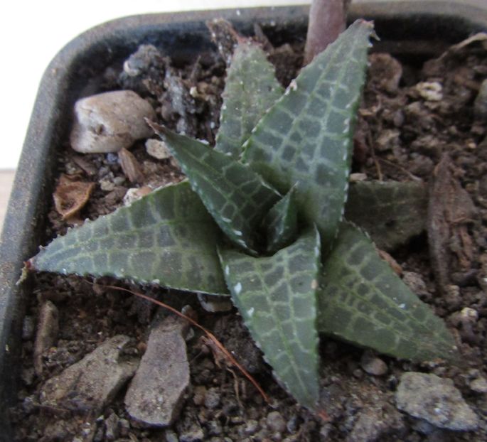 Haworthia venosa ssp. tessellata - Haworthia