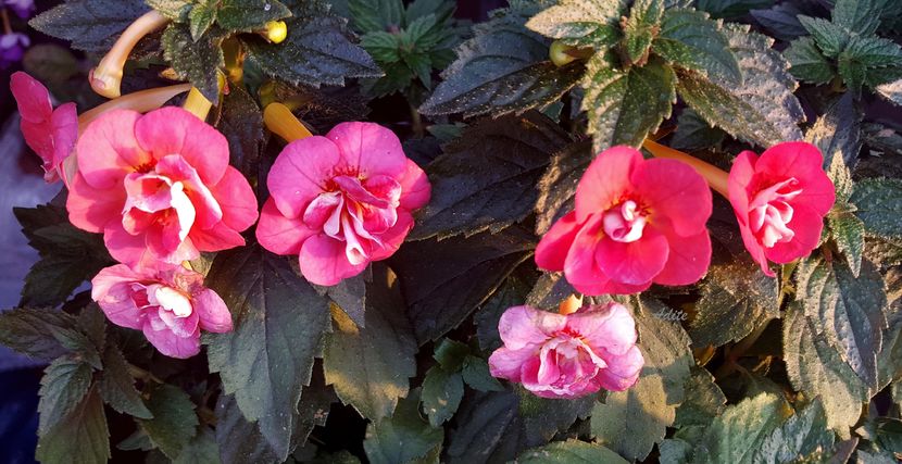 Serge Saliba - Achimenes