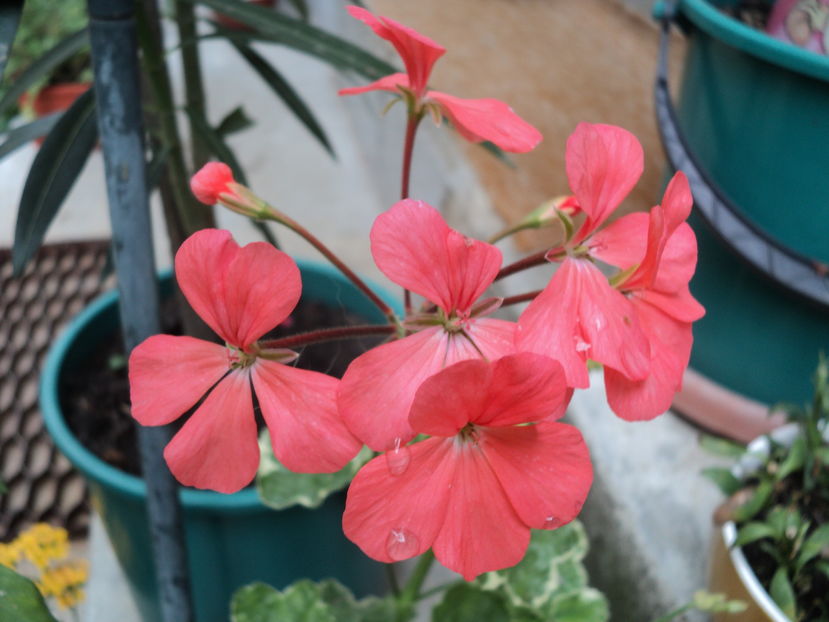 7 sept sfarsit de vara...